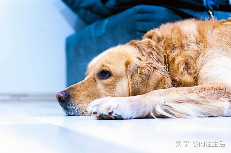 怎么训练狗狗作息时间
