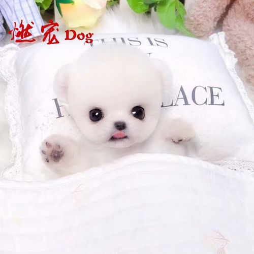 博美幼犬可以吃哪些东西