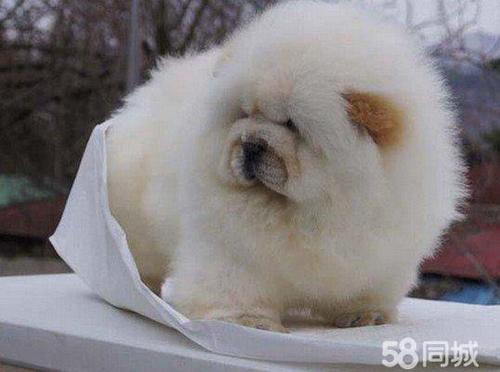 常州训练狗