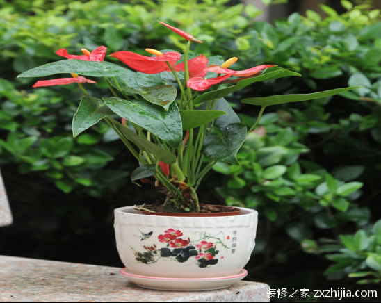 火鹤花的养殖方法