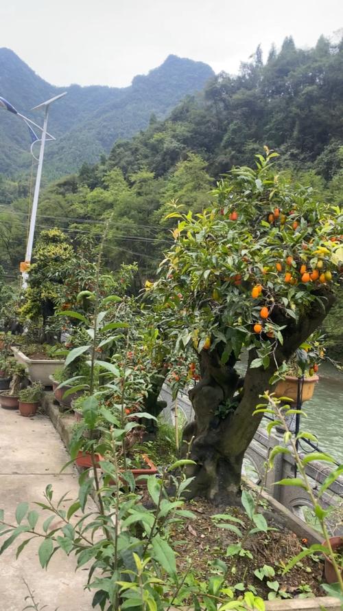 金弹子栽培技术及盆景管理技术