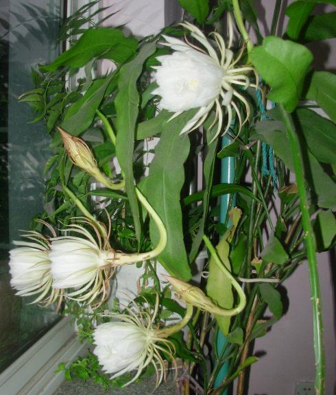昙花怎么养昙花的养殖方法