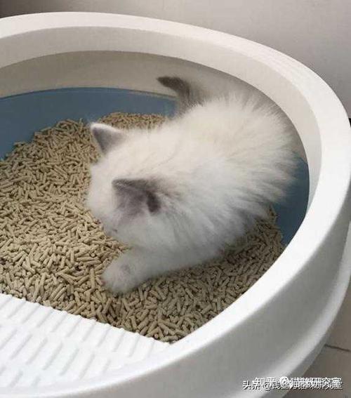小猫不吃东西 拉稀怎么办