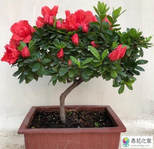 盆栽西洋杜鹃花栽培技术