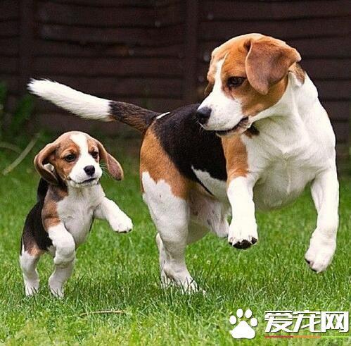 2个月大的狗狗怎么训练