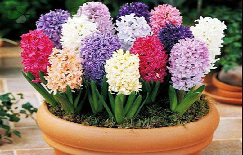 适合冬季栽培的花卉