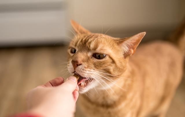 猫喜欢咬家里的东西怎么办