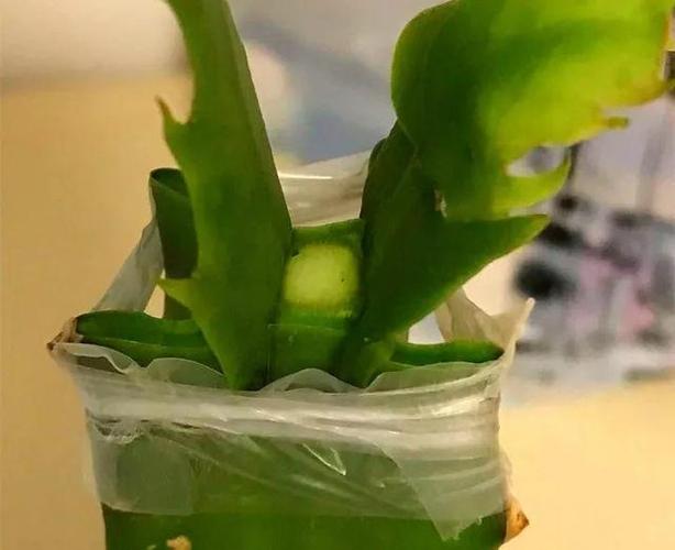 下水道水管栽培蟹爪兰