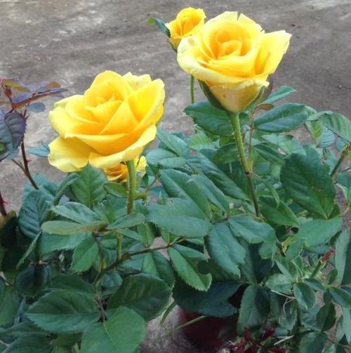 花卉金香玉怎样栽培