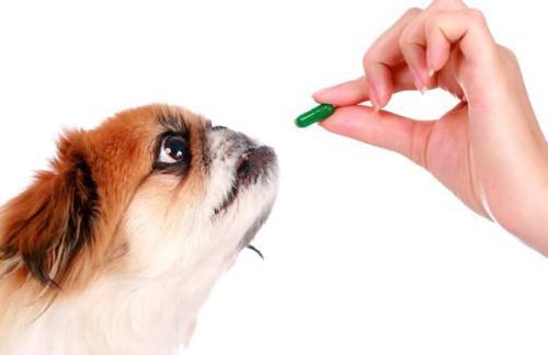 狗狗过敏不吃东西怎么办