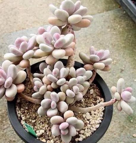 老桩的栽培方法