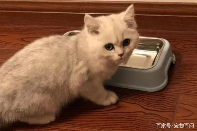 两周大的小猫不吃东西