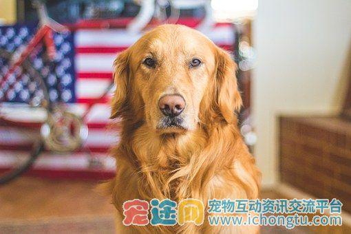 如何训练金毛普通站立