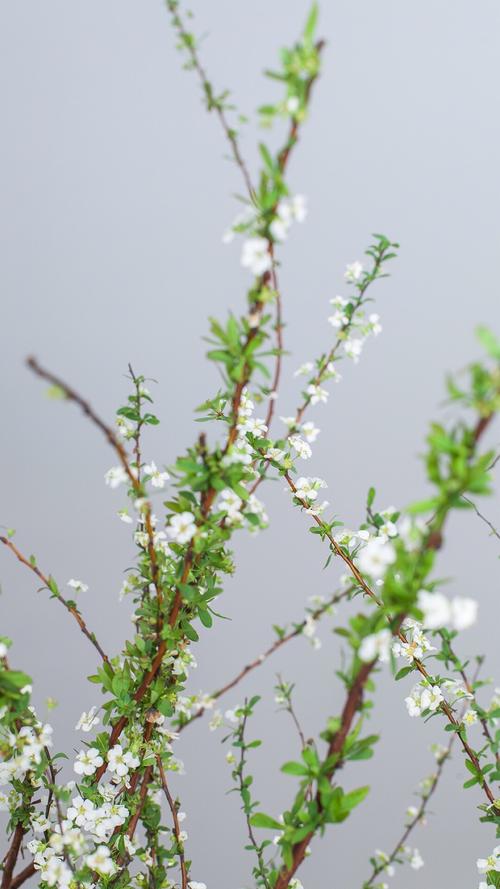 雪柳栽培