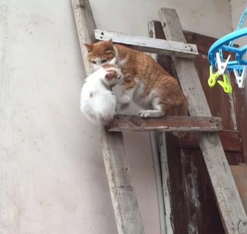 训练猫咪叼东西回来