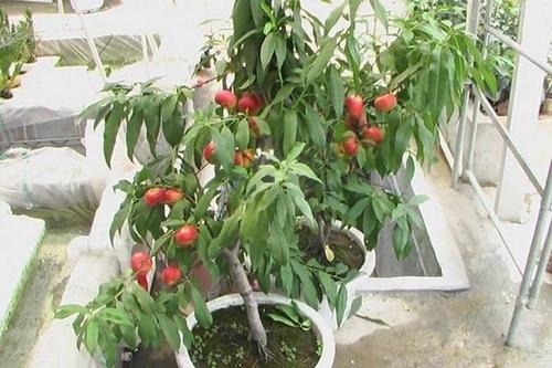 盆景桃树速成栽培技术