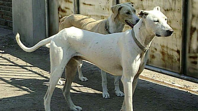 蒙古细犬怎么训练