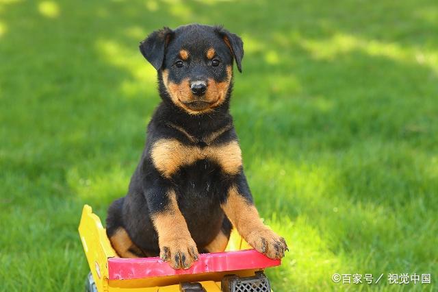 怎么训练罗威纳犬大小便