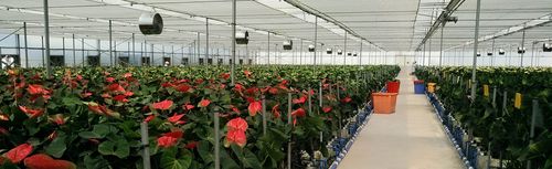 云南省花卉设施栽培的现状及建议