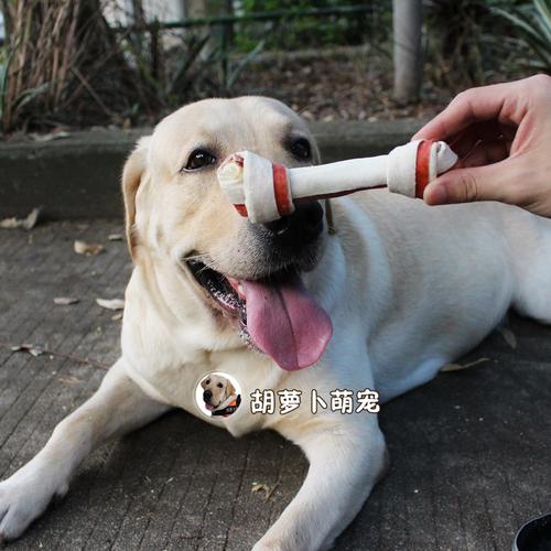 拿什么东西给狗狗磨牙呢