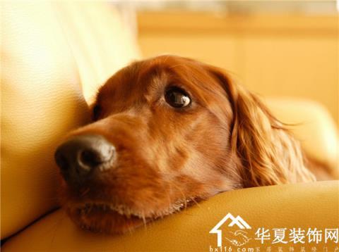 狗狗拉稀呕吐能吃东西