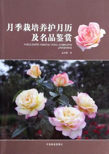 无土栽培月季