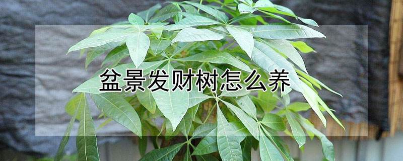 发财树养殖注意事项