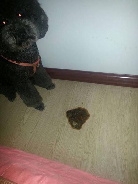 狗狗拉呕吐不吃东西怎么办