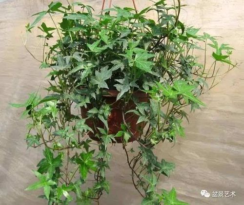 粗桩常春藤栽培