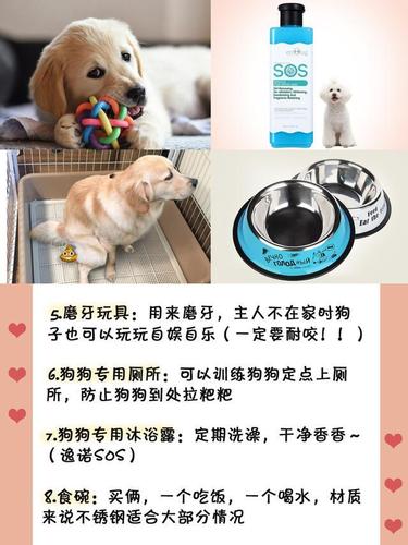 养狗需要哪些东西