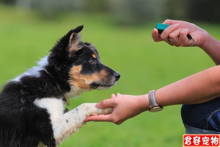 怎么训练幼犬不咬东西