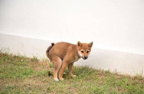 训练狗狗拉屎