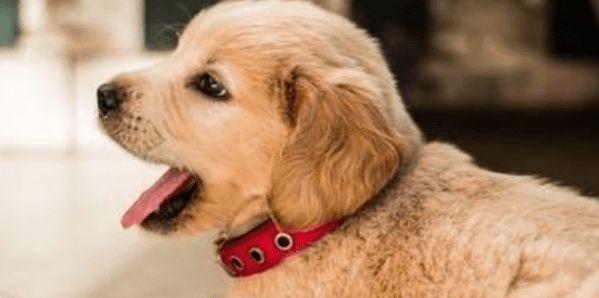狗狗不吃东西一直咳嗽怎么办啊