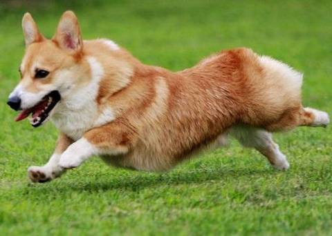 柯基犬该怎么训练