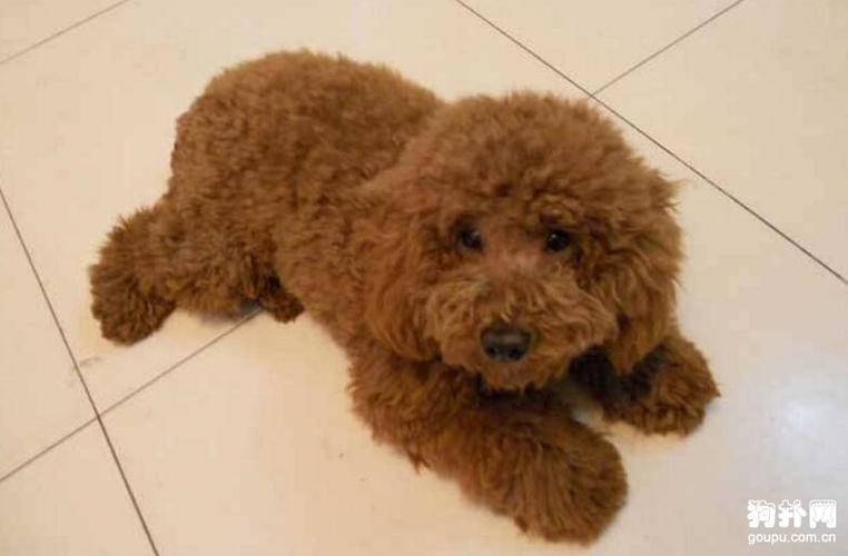 泰迪犬孕期呕吐不吃东西