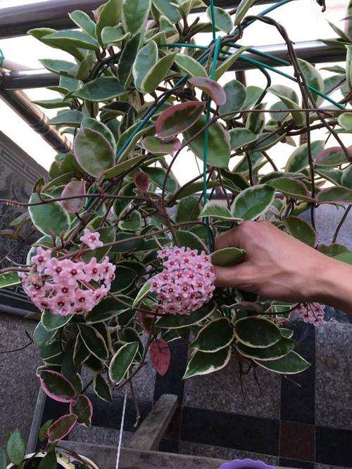 球兰的养植方法