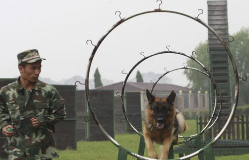 北京训犬训练基地