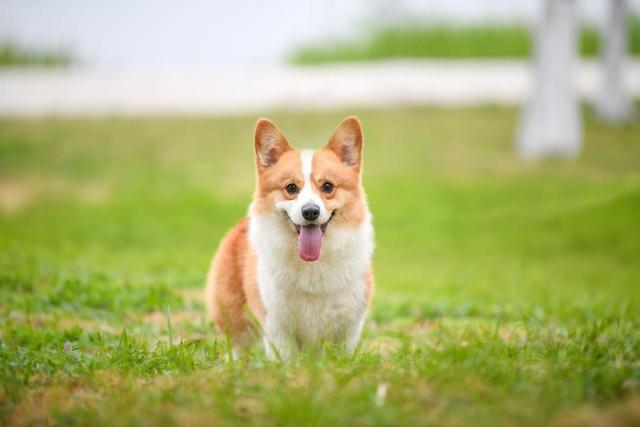 柯基犬生产好不吃东西咋办5天