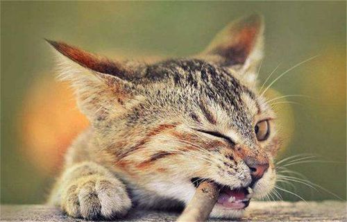 猫突然喜欢咬东西