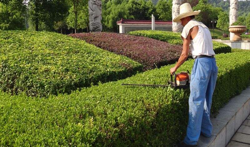 植物栽培养护特点