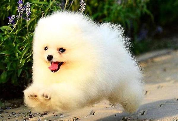 博美狗怎么训练
