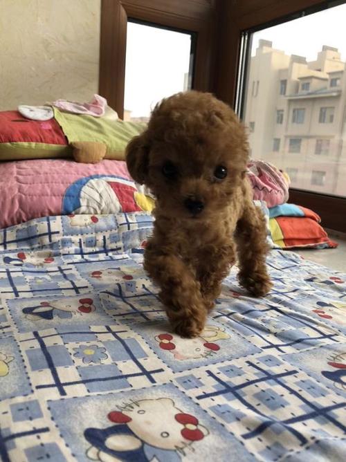 两个月泰迪训练课