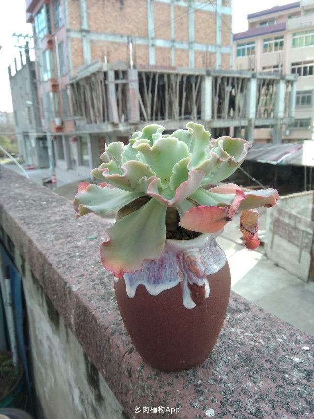 高砂之翁