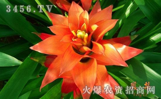 凤梨花花栽培技术