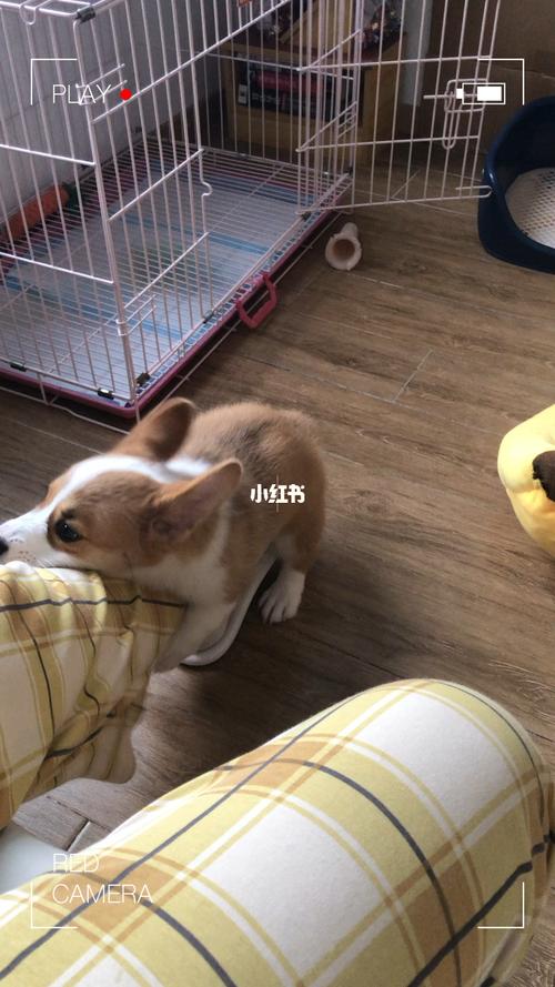 母狗蹭东西