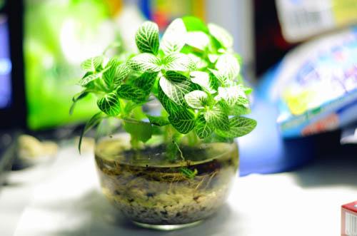 网纹草的栽培