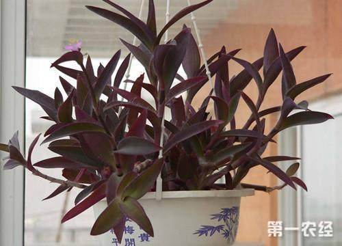 家庭紫竹的养殖方法