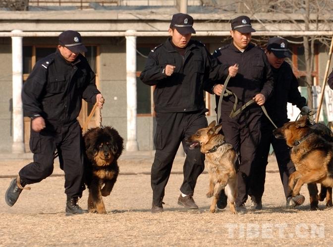 如何训练藏獒