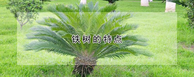 铁树长叶子注意事项