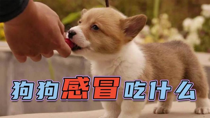 狗狗感冒了喂什么东西